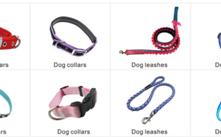 Pretty dog collars